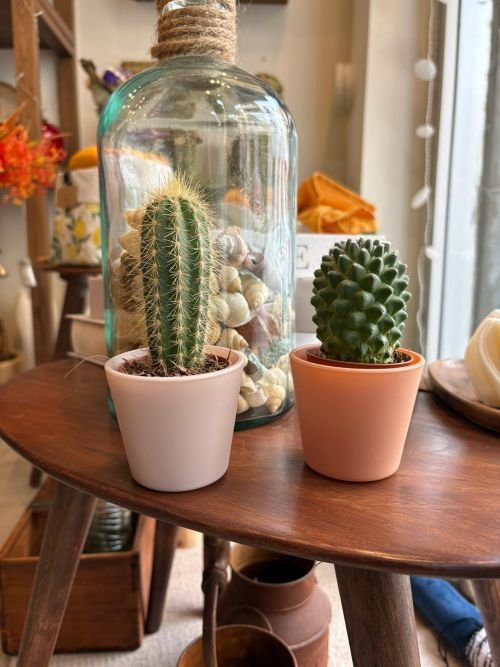 2250057ProductImg Cactus pequeño - Imagen 1