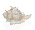 Caracola De Mar S