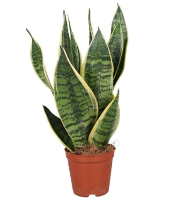 Mini Planta Espada de San Jorge