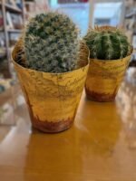 Cactus Mediano