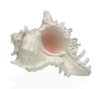 Caracola De Mar S - Imagen 2