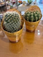 Cactus Mediano - Imagen 2